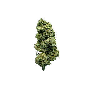 Burberry Haze - CBD Flower 🌹 — alternate view