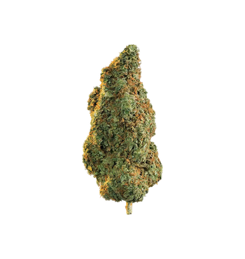 Marty Supreme Kush - HHC Flower