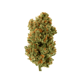 AK-47 - Fleur CBD | Tealerlab