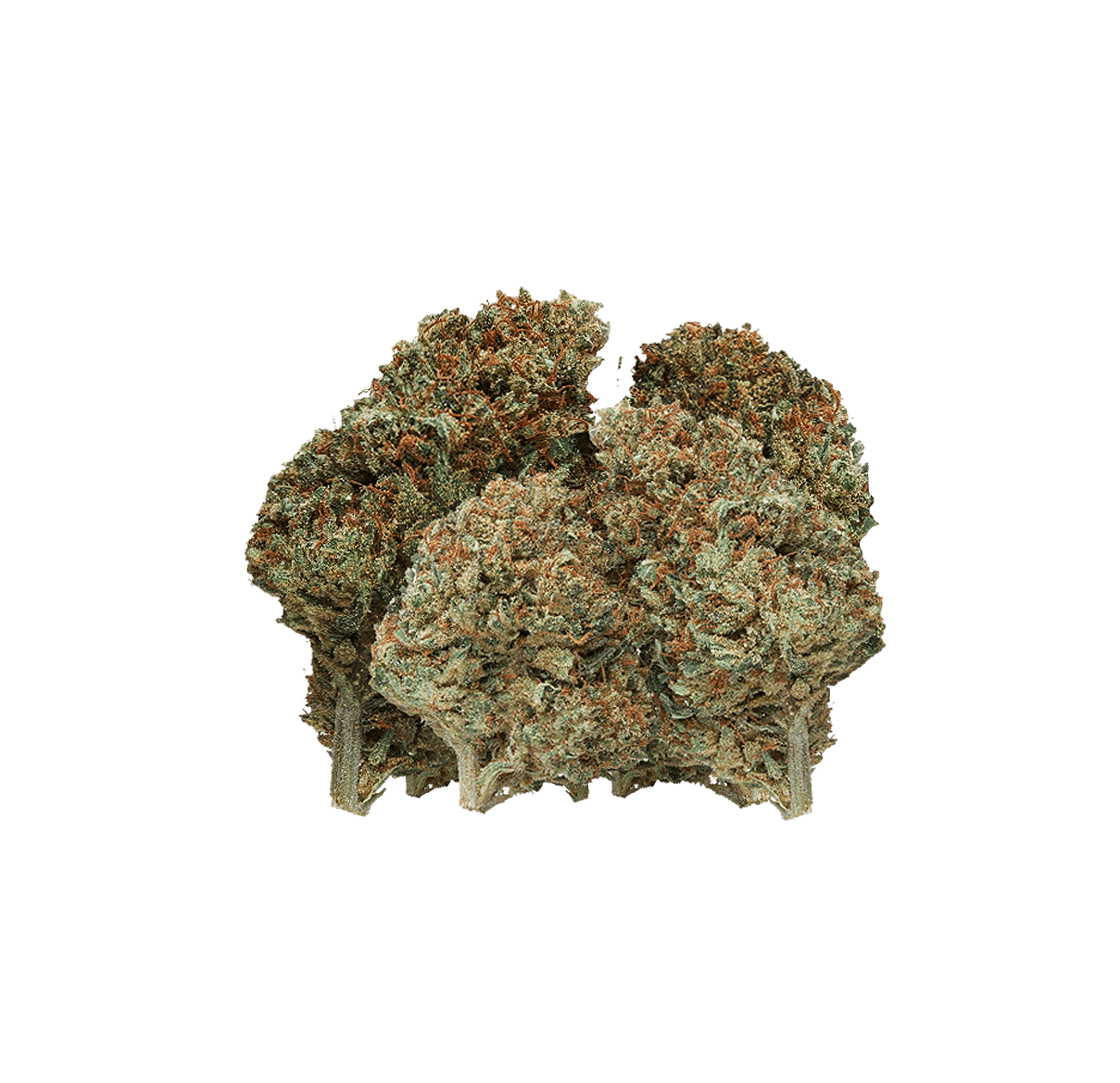 Pop Corn - Fleur CBD | Tealerlab