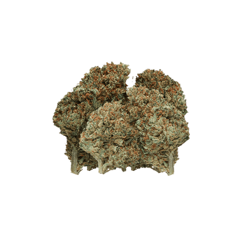 Pop Corn - Fleur CBD | Tealerlab