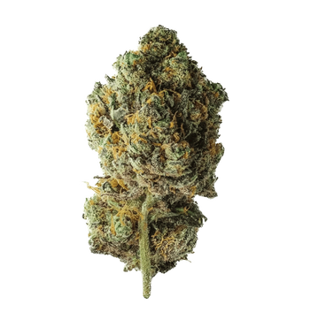 Billy Kimber Kush TH+